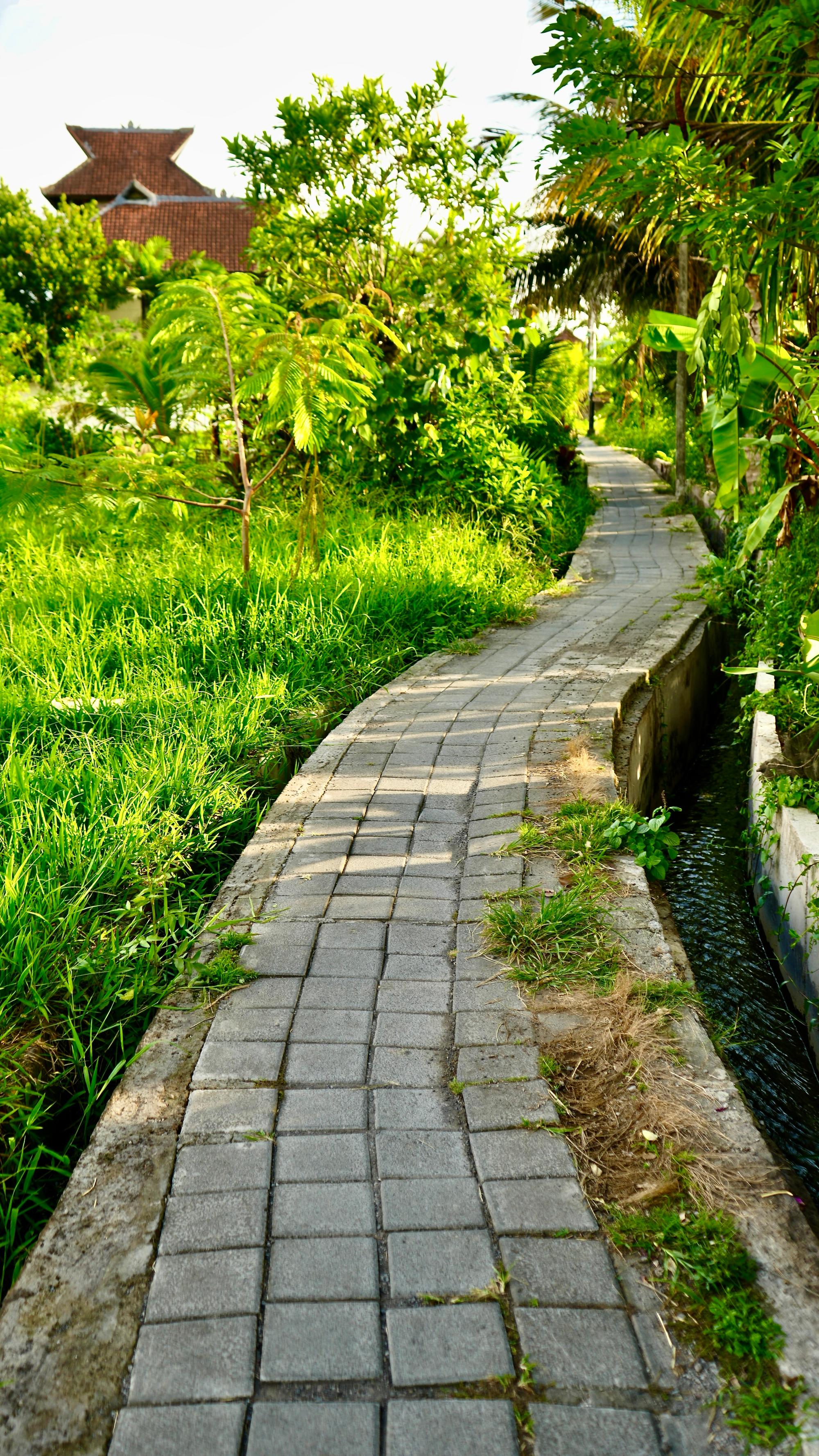 An Ubud Pathway