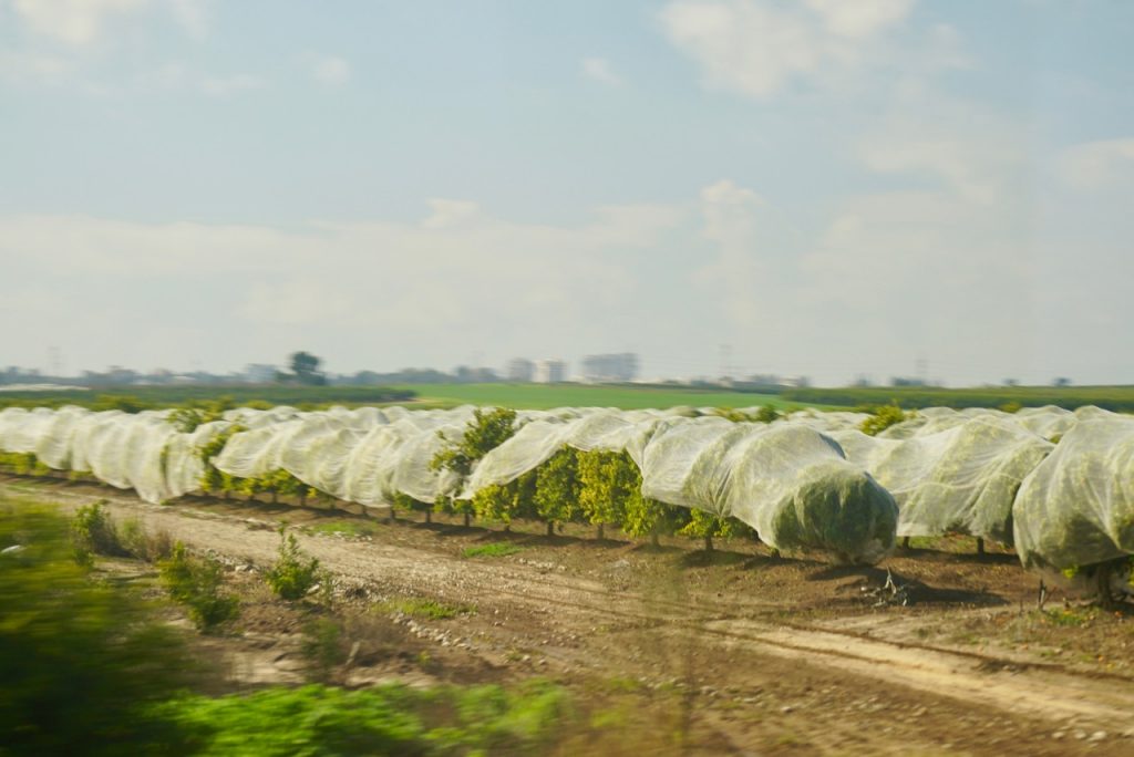 Photo taken from the train: Of an orange grove covered in plastic sheeting…I don’t know why? Does anybody know?