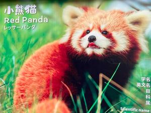 Opera and Pandas Intro Image