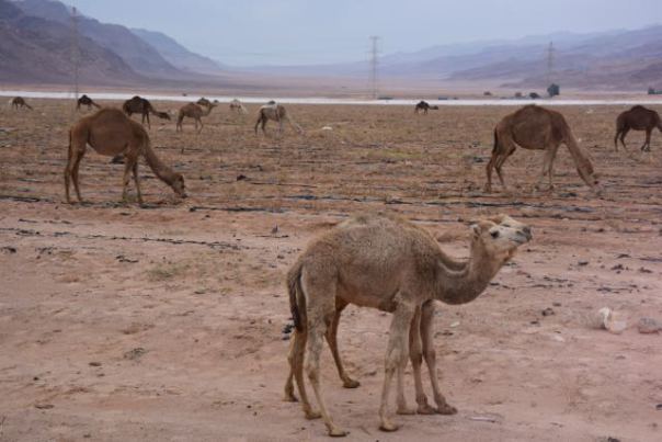 Free range camels