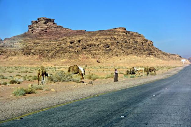 Camels by the road